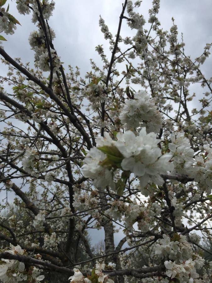 Giardino Di Potentino Seggiano Zewnętrze zdjęcie